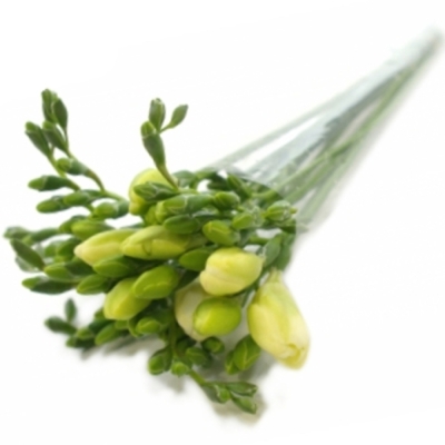 Frézie DU ESSENCE