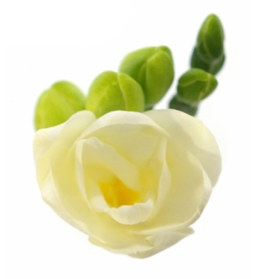 Frézie DU ESSENCE