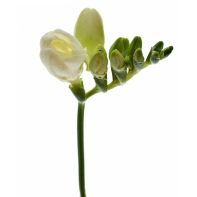 Frézie DU ESSENCE