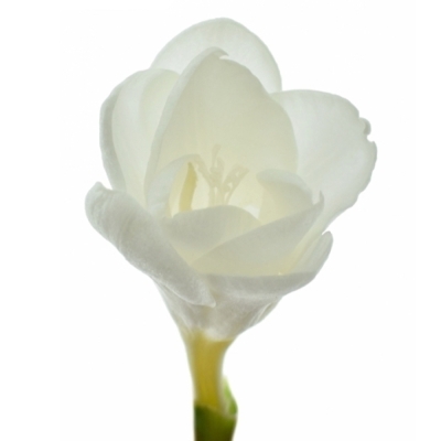 Frézie DU ESSENCE