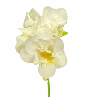 Frézie DU EXCELLENT