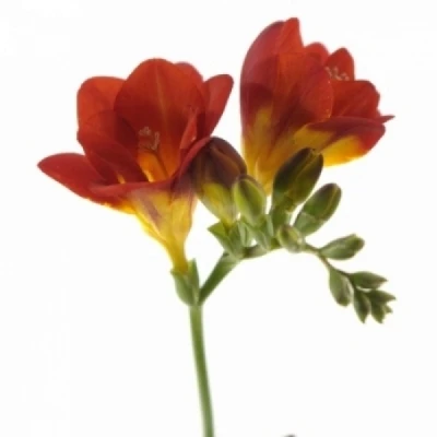 Frézie DU FUEGO 50cm/18g