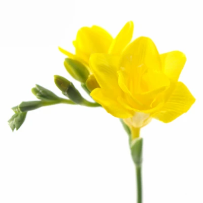 Frézie DU GRACE 50 cm / 18 g