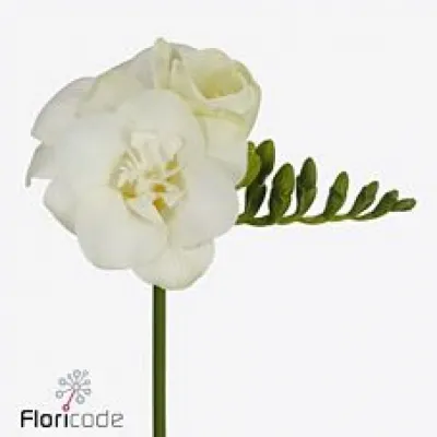 Frézie DU MAESTRO 50cm/15g