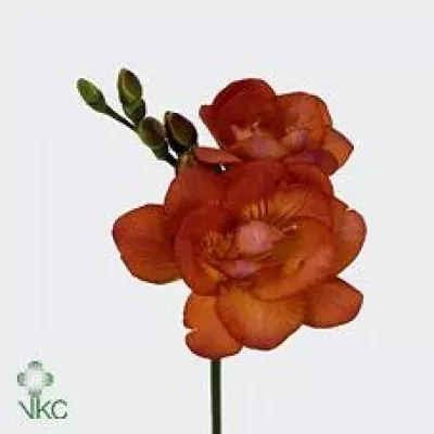 Frézie DU ORANGINA 54cm/18g