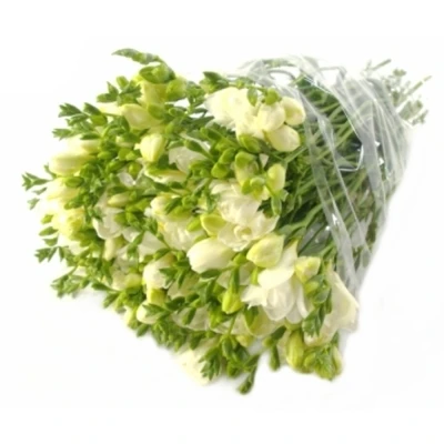 Frézie DU ROMANTIC WHITE