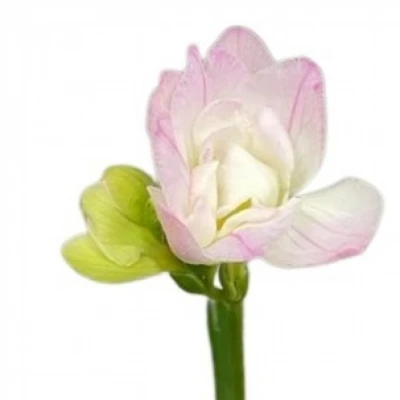 Frézie DU STARLIGHT 54cm/15g