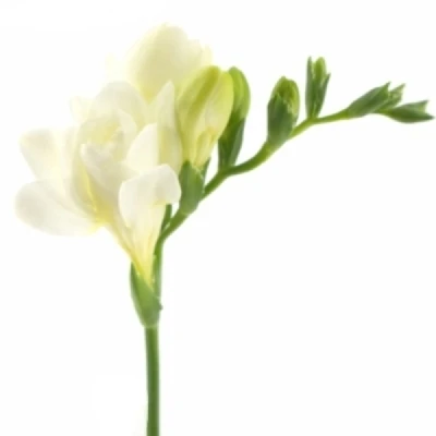 Frézie DU STELVIO 50 cm / 18 g