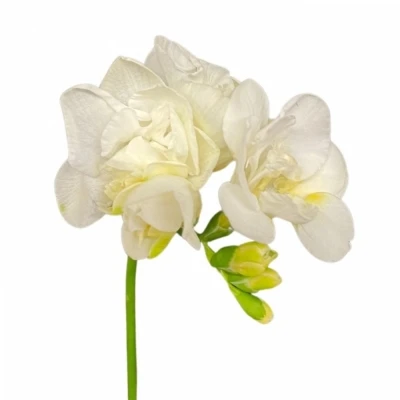 Frézie DU VERSAILLES 50 cm / 15 g