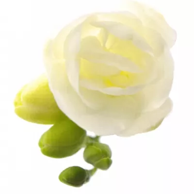 Frézie DU VIRGINIA 70cm/38g