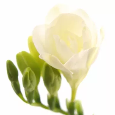 Frézie DU VIRGINIA 38cm/10g