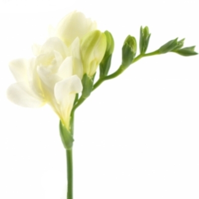 Frézie DU VIVRE 50 cm / 16 g