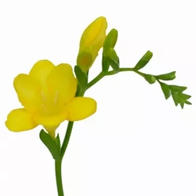 Frézie EN ALDERNEY 50cm/19g