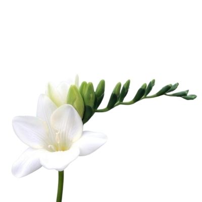 Frézie EN AVENUE 54 cm / 20 g