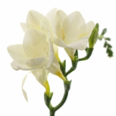 Frézie EN AVENUE 54 cm / 20 g