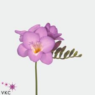 Frézie EN CASTOR 54 cm / 16 g