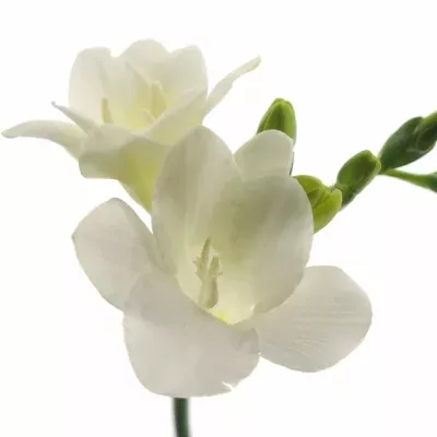 Frézie EN CISKA 50cm/18g