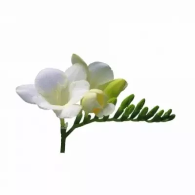 Frézie EN INZELL 50cm/20g