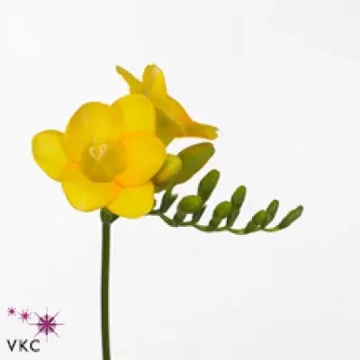 Frézie EN MORNING SUN 55cm/17g