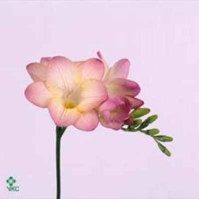 Frézie EN OPALA 50cm/14g