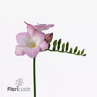 Frézie EN ORION 50cm/25g