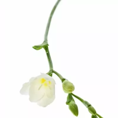 Frézie EN POLAR RIVER 50cm/20g