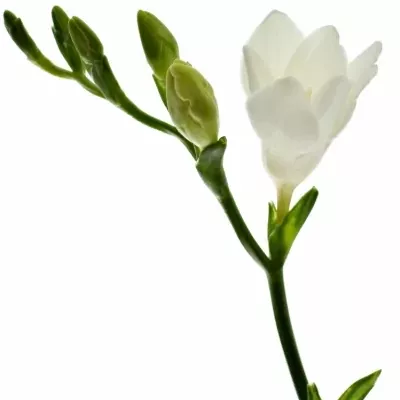 Frézie EN POLAR RIVER 40cm/15g