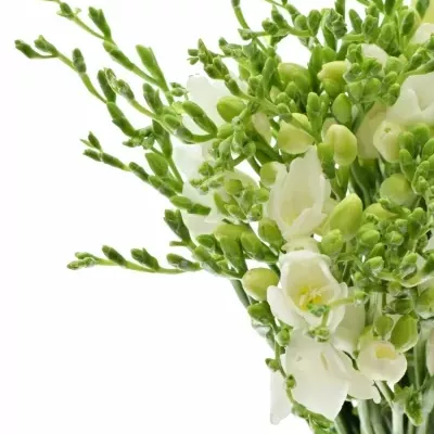 Frézie EN POLAR RIVER 50cm/20g