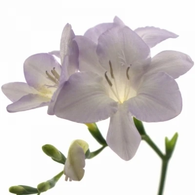 Frézie EN PROVENCE 40cm/24g