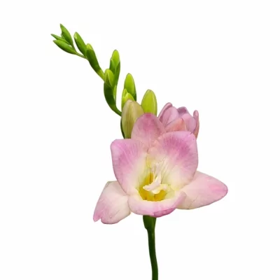 Frézie EN SALINA 45 cm / 18 g