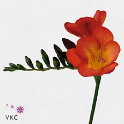 Frézie EN SANTORINI 50cm/14g