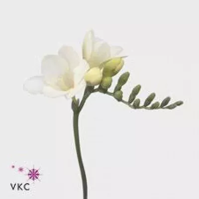 Frézie EN SNOW RIVER 52cm/18g