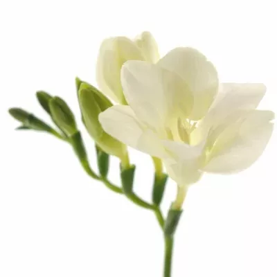 Frézie EN SPEEDY SNOW 46cm/13g