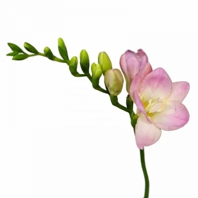 Frézie EN TEMPTATION 52cm/18g