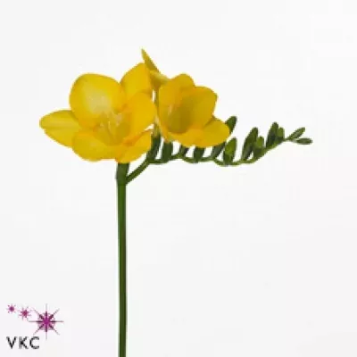 Frézie EN TOURNESOL 52cm/23g