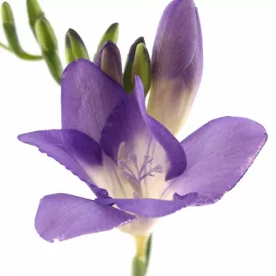 Frézie EN VALDA 50cm/21g