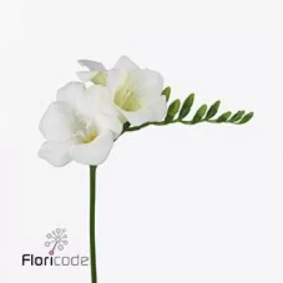 Frézie EN WONDERFUL WHITE 50cm/30g