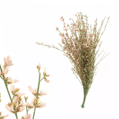 Genista BARVENÁ RŮŽOVÁ 65cm