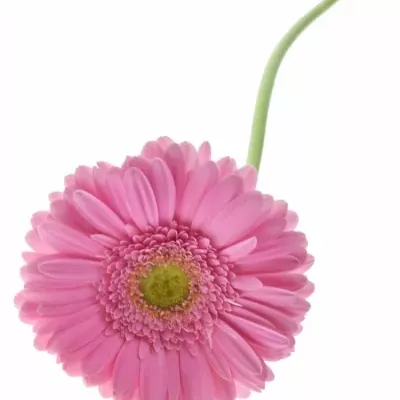 GERBERA GE GLOSSY