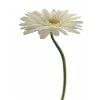 Gerbera GR ABE+ 10 cm