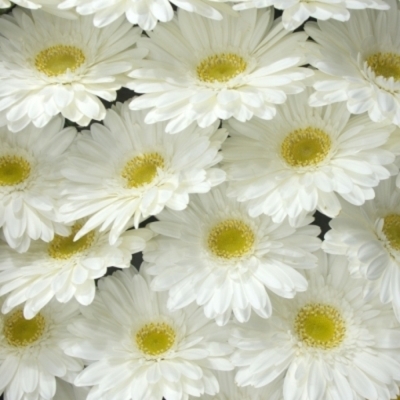 Gerbera GR ABE+ 10 cm