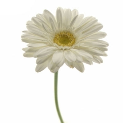 Gerbera GR ABE+ 10 cm