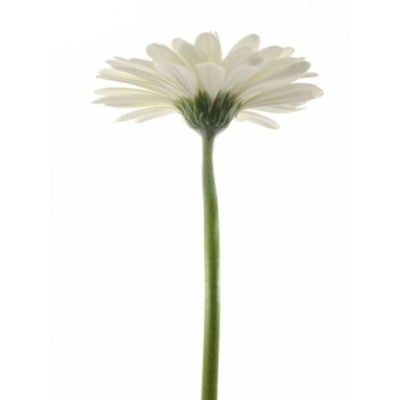 Gerbera GR ABE+ 10 cm