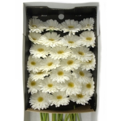 Gerbera GR ABE+ 10 cm
