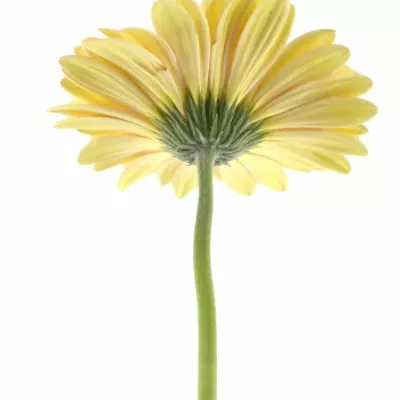 Gerbera GR ALLIANCE 10cm