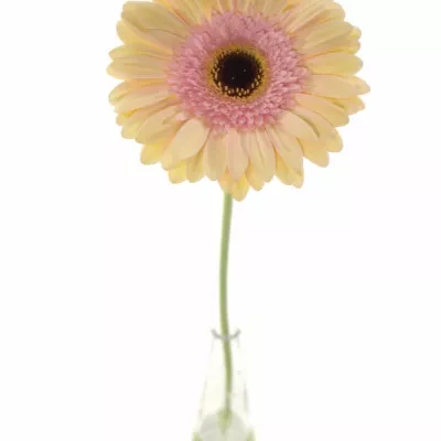 Gerbera GR ALLIANCE 10cm