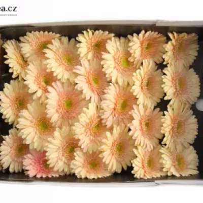 Gerbera GR ANAIS 10cm