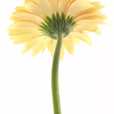 Gerbera GR ANAIS 10cm