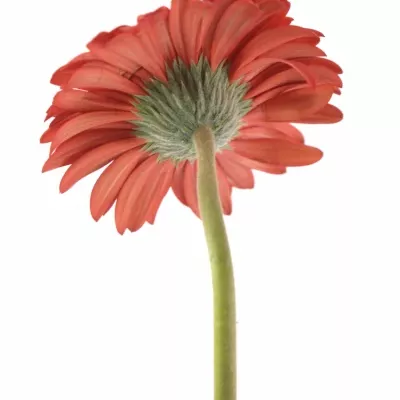 Gerbera GR ANTARIS 10cm
