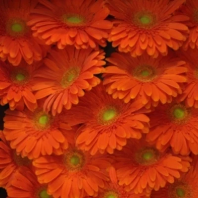 Gerbera GR AVANTI